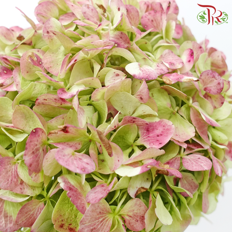 Hydrangea - Double Tone Dark Pink & Green (Per Stem)-Double Tone Dark Pink & Green-New Zealand-prflorist.com.my