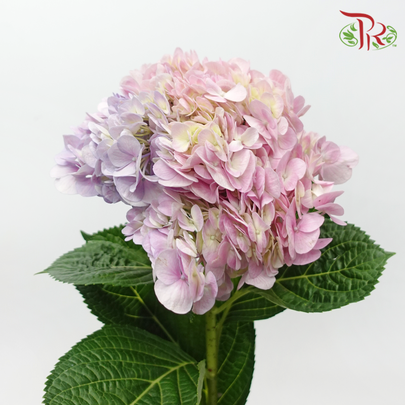 Hydrangea - Double Tone Fantasy Pink Purple (Per Stem)-China-prflorist.com.my