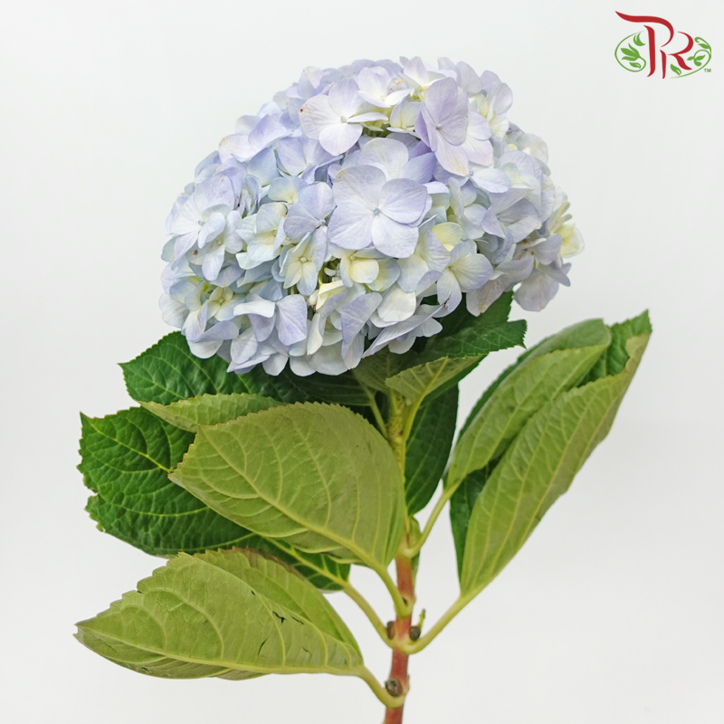 Hydrangea - Double Tone Light Blue / Light Purple (Per Stem)-Double Tone Light Blue-China-prflorist.com.my