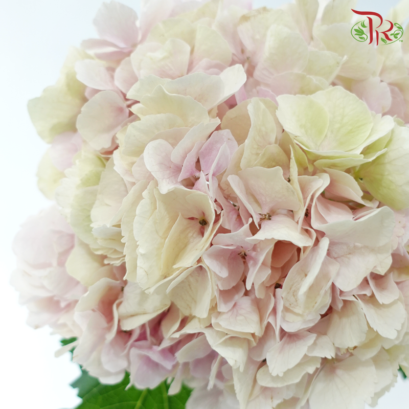 Hydrangea - Double Tone Light Pink & Green (Per Stem)-Double Tone Light Pink With Green-Netherland-prflorist.com.my