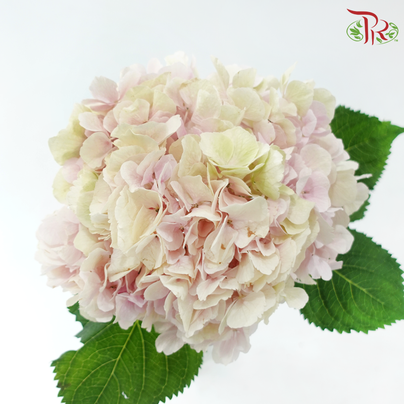Hydrangea - Double Tone Light Pink & Green (Per Stem)-Double Tone Light Pink With Green-Netherland-prflorist.com.my