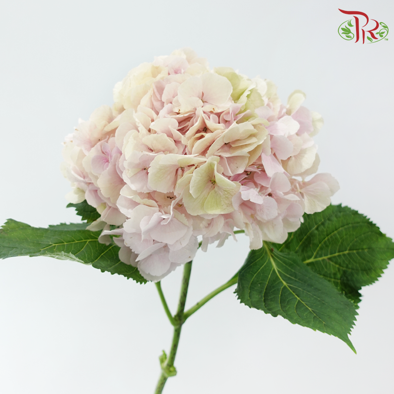 Hydrangea - Double Tone Light Pink & Green (Per Stem)-Double Tone Light Pink With Green-Netherland-prflorist.com.my