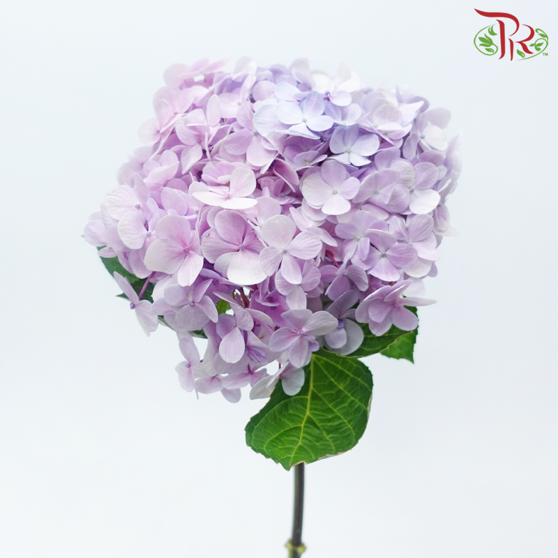 Hydrangea - Double Tone Pink Purple (Per Stem)-Double Tone Pink Purple-Malaysia-prflorist.com.my