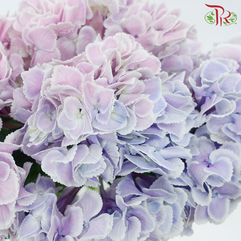 Hydrangea - Double Tone Pink Purple With Outline (Per Stem)-Double Tone Pink Purple With Outline-China-prflorist.com.my