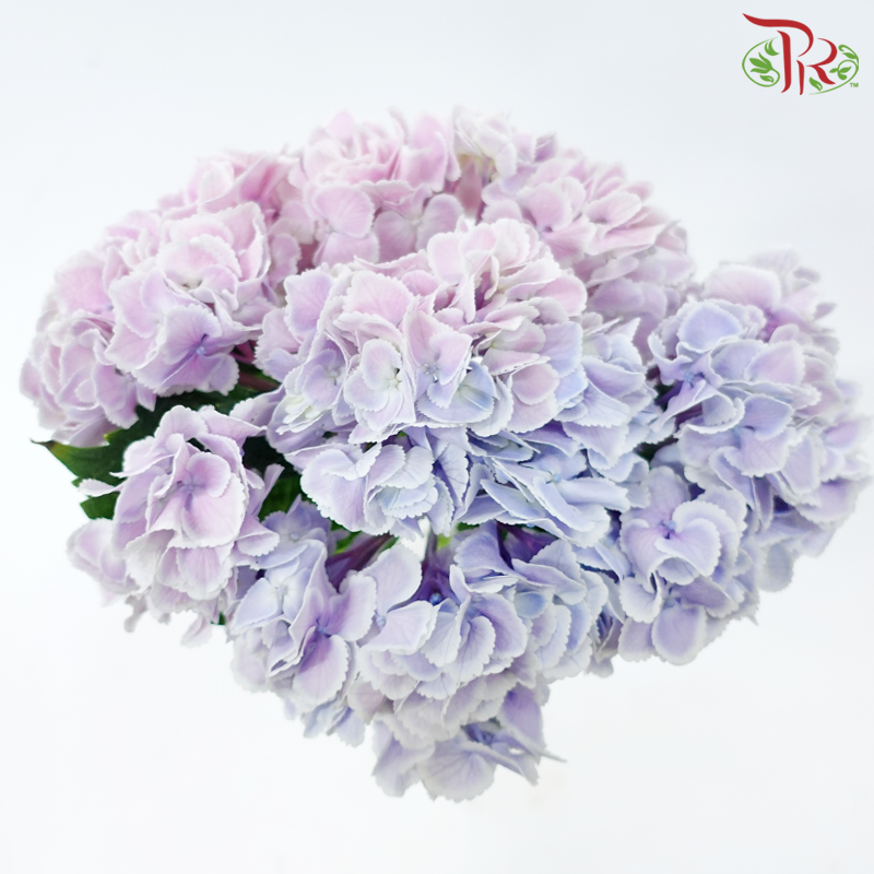 Hydrangea - Double Tone Pink Purple With Outline (Per Stem)-Double Tone Pink Purple With Outline-China-prflorist.com.my