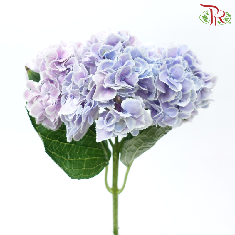 Hydrangea - Double Tone Pink Purple With Outline (Per Stem)-Double Tone Pink Purple With Outline-China-prflorist.com.my