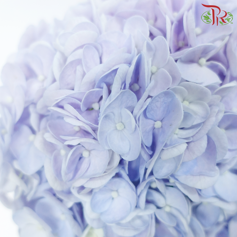 Hydrangea - Double Tone Purple & Blue (Per Stem)-Double Tone Purple & Blue-Vietnam-prflorist.com.my
