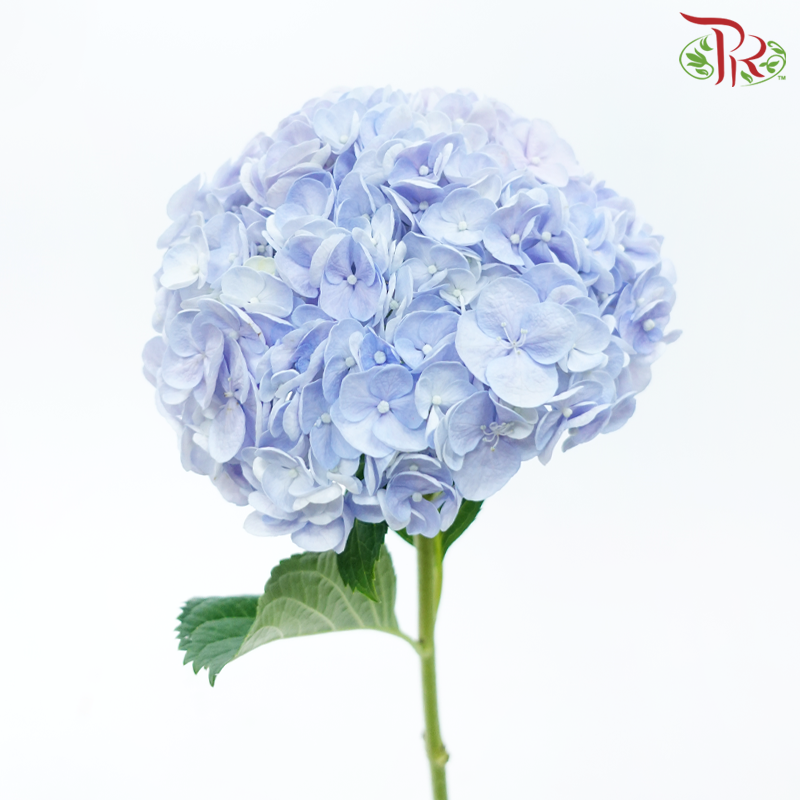 Hydrangea - Double Tone Purple & Blue (Per Stem)-Double Tone Purple & Blue-Vietnam-prflorist.com.my