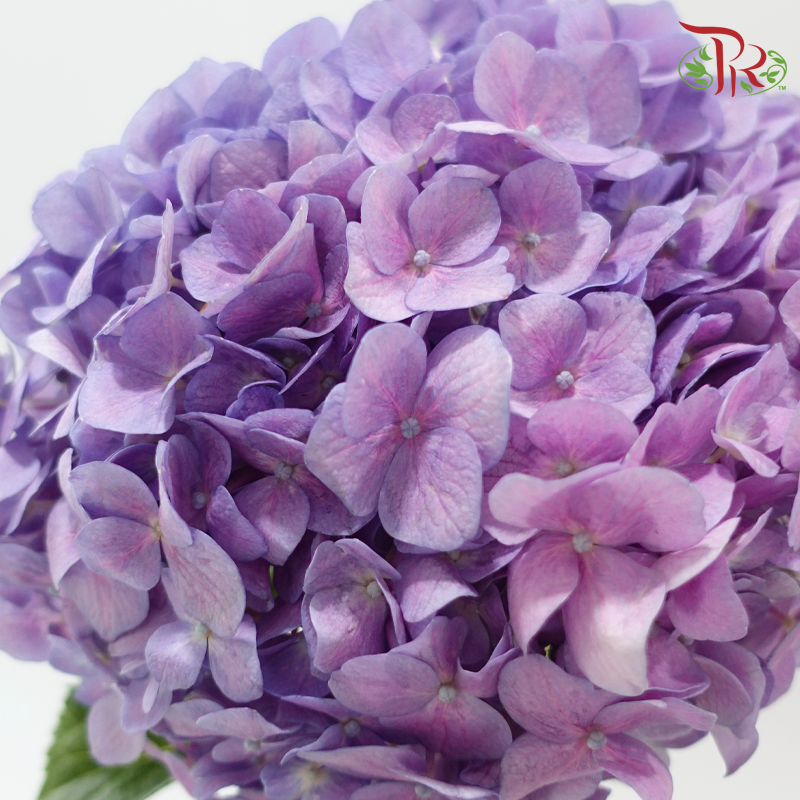 Hydrangea - Double Tone Purple (Per Stem)-China-prflorist.com.my