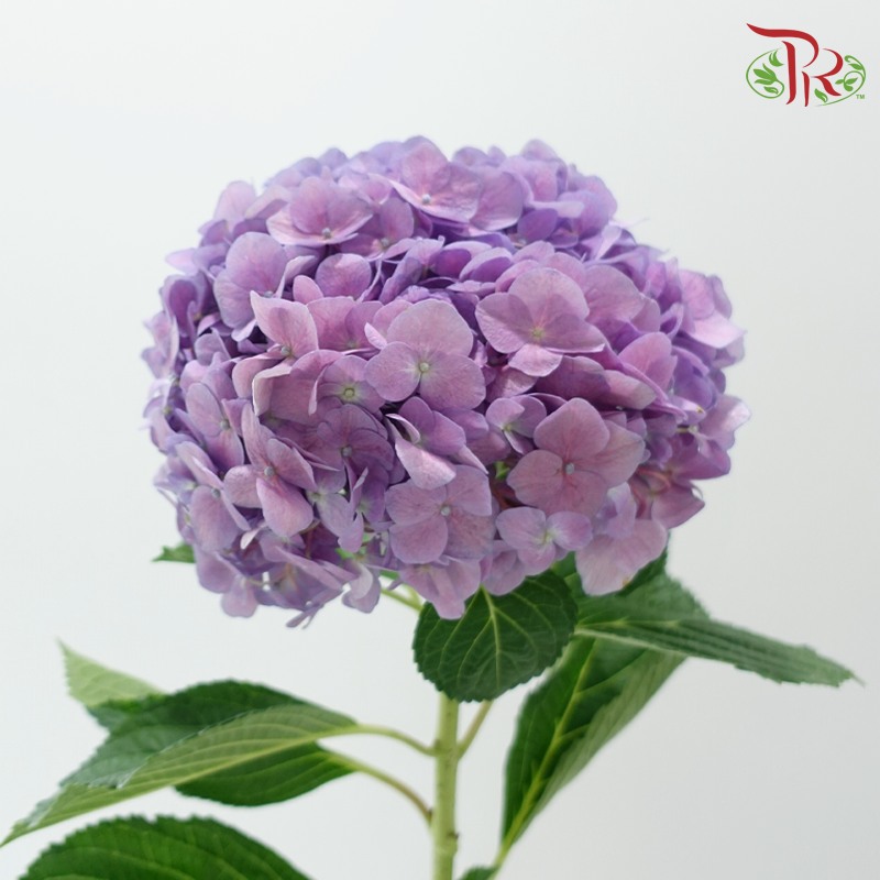 Hydrangea - Double Tone Purple (Per Stem)-China-prflorist.com.my