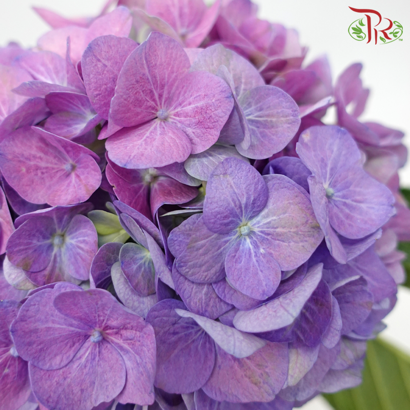 Hydrangea - Double Tone Purple (Per Stem)-Double Tone Purple-New Zealand-prflorist.com.my
