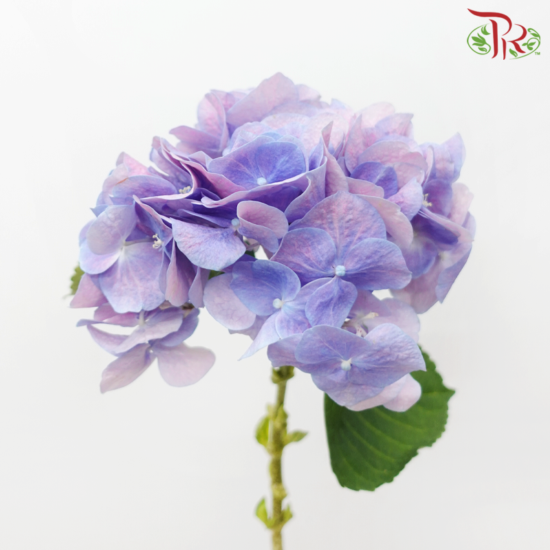 Hydrangea - Dreamy Unicorn (Per Stem)-Purple-Netherland-prflorist.com.my