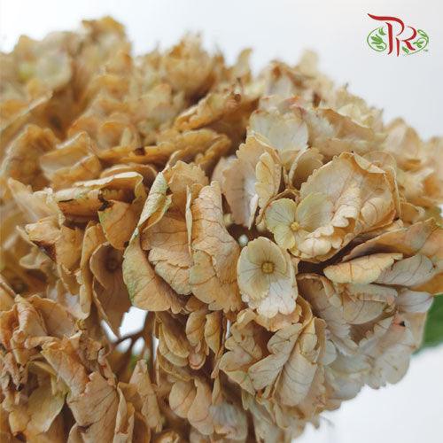 Hydrangea - Dyed Brown (Per Stem)-Brown-China-prflorist.com.my