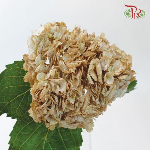 Hydrangea - Dyed Brown (Per Stem)-Brown-China-prflorist.com.my