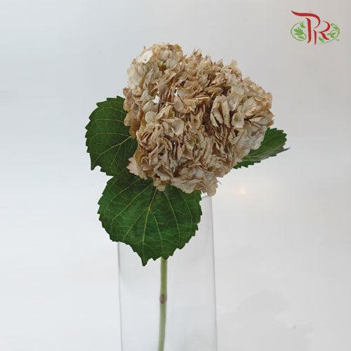 Hydrangea - Dyed Brown (Per Stem)-Brown-China-prflorist.com.my