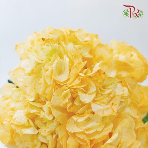 Hydrangea - Dyed Orange (Per Stem)-Orange-China-prflorist.com.my