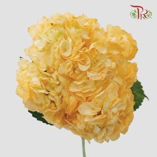 Hydrangea - Dyed Orange (Per Stem)-Orange-China-prflorist.com.my