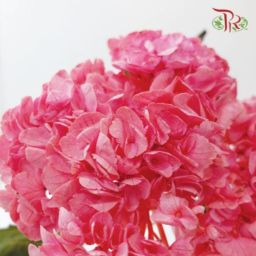 Hydrangea - Dyed Pink (Per Stem)-Pink-China-prflorist.com.my