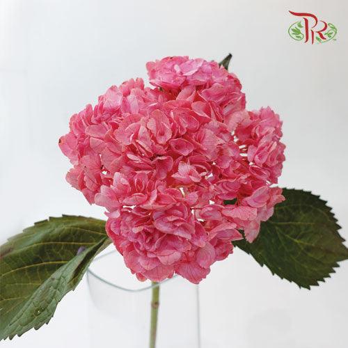 Hydrangea - Dyed Pink (Per Stem)-Pink-China-prflorist.com.my