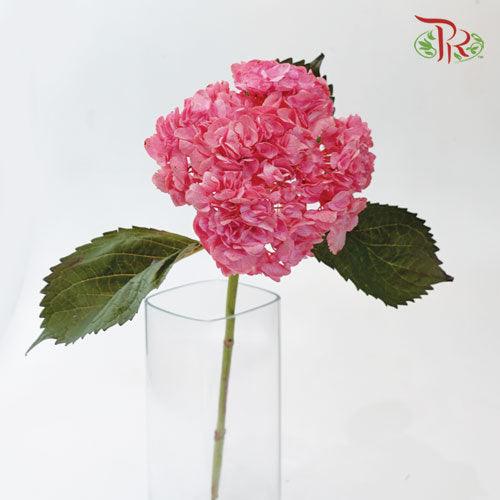 Hydrangea - Dyed Pink (Per Stem)-Pink-China-prflorist.com.my