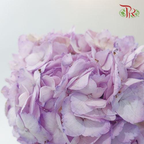 Hydrangea - Dyed Purple (Per Stem)-Purple-China-prflorist.com.my