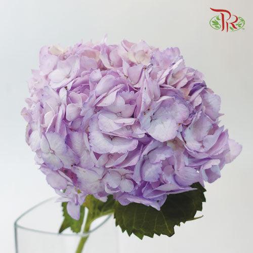 Hydrangea - Dyed Purple (Per Stem)-Purple-China-prflorist.com.my