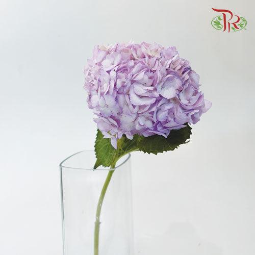 Hydrangea - Dyed Purple (Per Stem)-Purple-China-prflorist.com.my