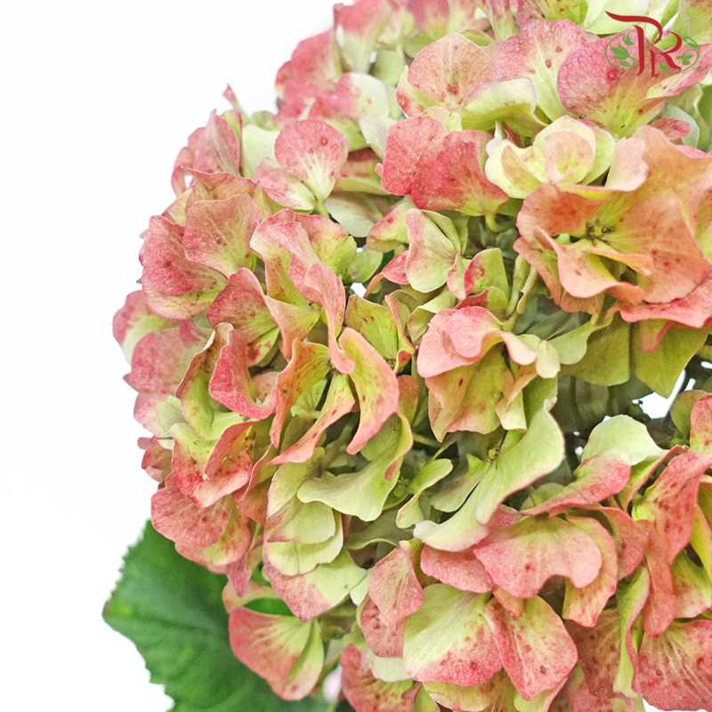 Hydrangea - Green Flair Red (Per Stem)-Green Antique-China-prflorist.com.my