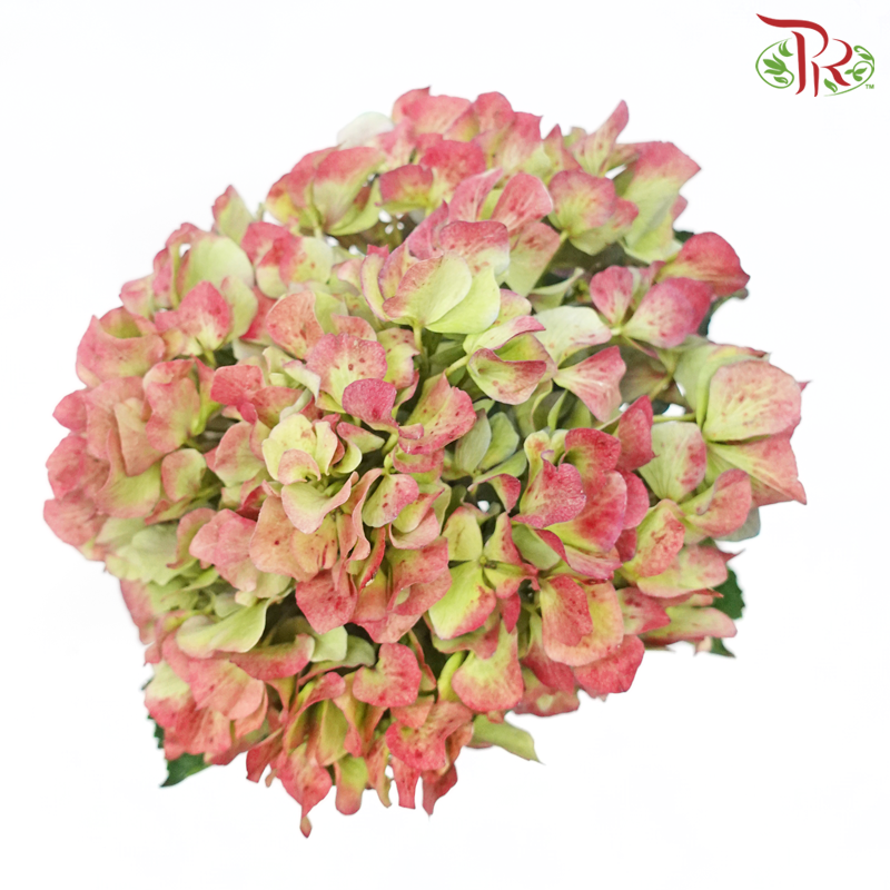 Hydrangea - Green Flair Red (Per Stem)-Green Antique-China-prflorist.com.my