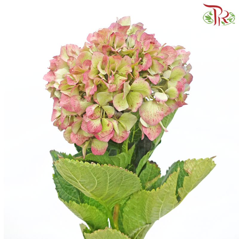 Hydrangea - Green Flair Red (Per Stem)-Green Antique-China-prflorist.com.my