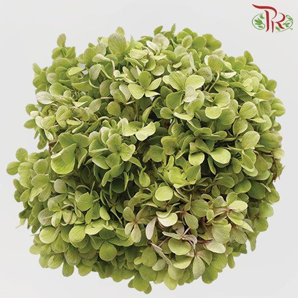 Hydrangea Green - Per Stem-Green-China-prflorist.com.my