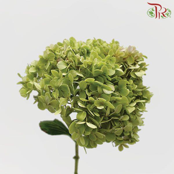 Hydrangea Green - Per Stem-Green-China-prflorist.com.my