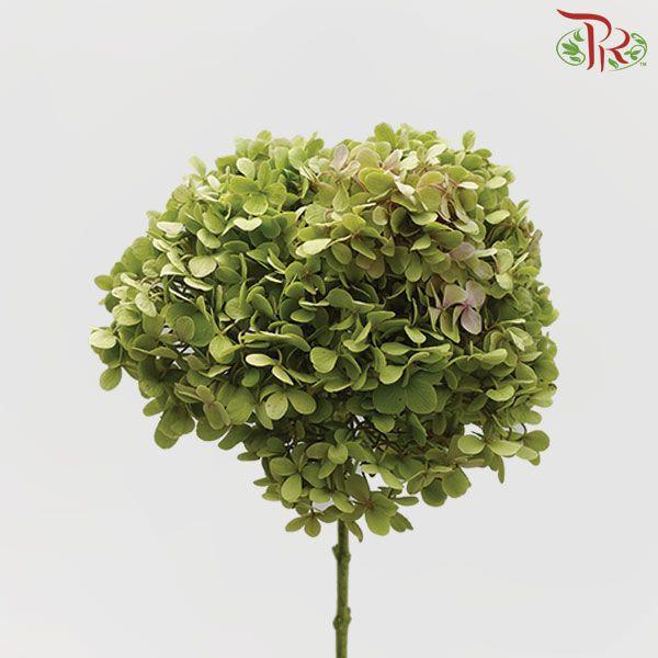 Hydrangea Green - Per Stem-Green-China-prflorist.com.my