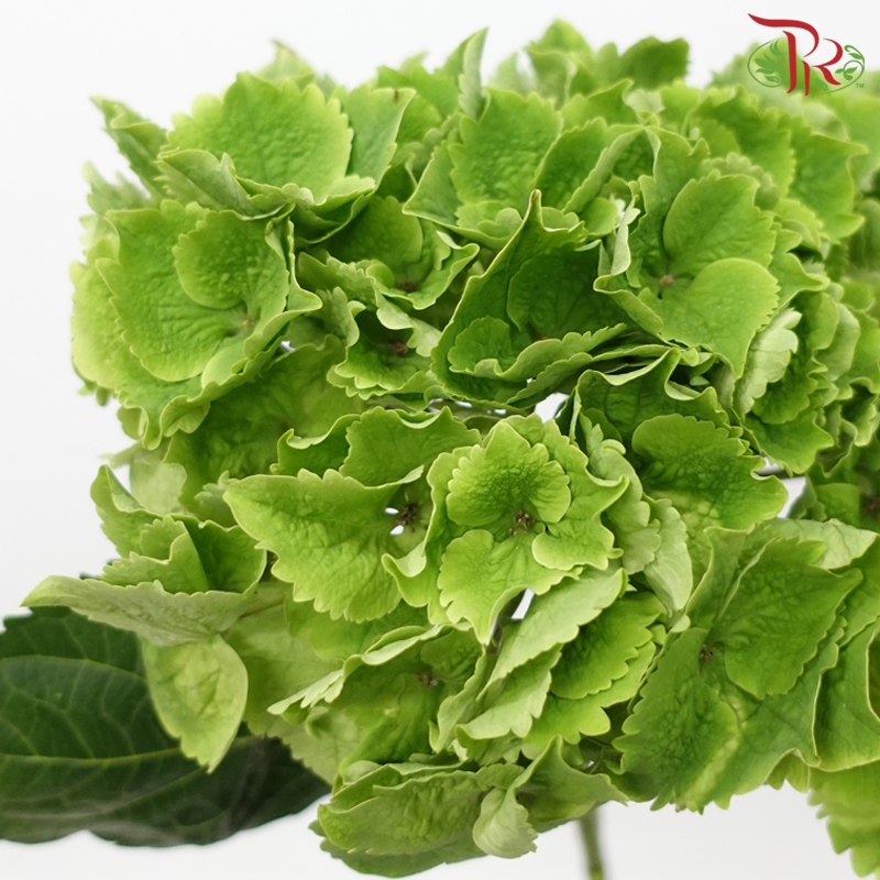 Hydrangea - Green (Per Stem)-Green-Netherland-prflorist.com.my