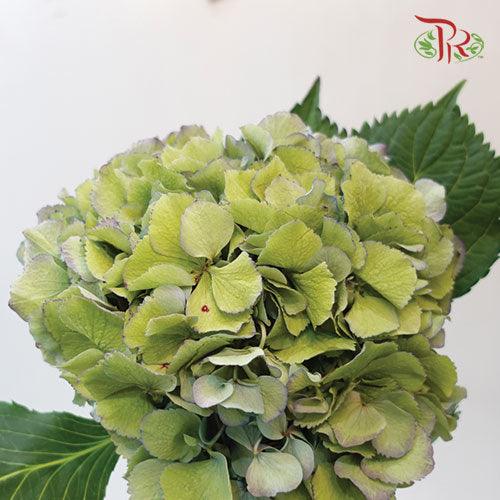 Hydrangea - Green (Per Stem)-Green-Netherland-prflorist.com.my