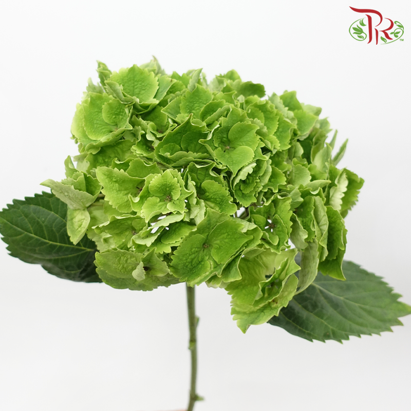 Hydrangea - Green (Per Stem)-Green-Netherland-prflorist.com.my