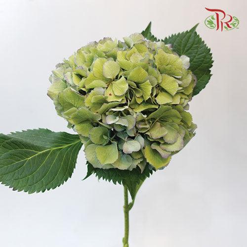 Hydrangea - Green (Per Stem)-Green-Netherland-prflorist.com.my