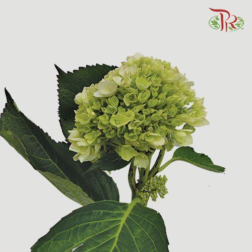 Hydrangea - Green (Per Stem) ( Small )-Green-China-prflorist.com.my