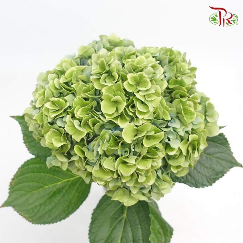 Hydrangea - Green With Blue Shade (Per Stem)-Green-China-prflorist.com.my