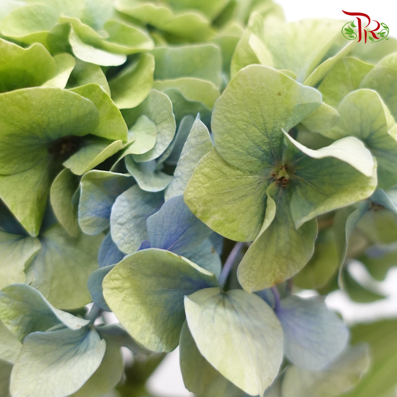 Hydrangea - Green With Blue Shade (Per Stem)-Green-China-prflorist.com.my