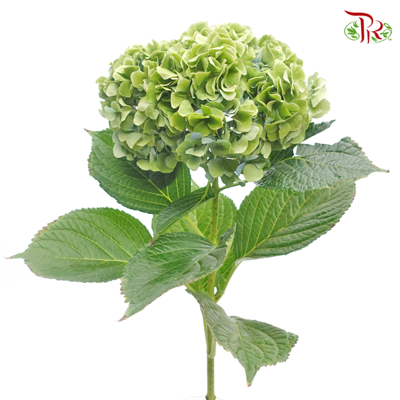Hydrangea - Green With Blue Shade (Per Stem)-Green-China-prflorist.com.my