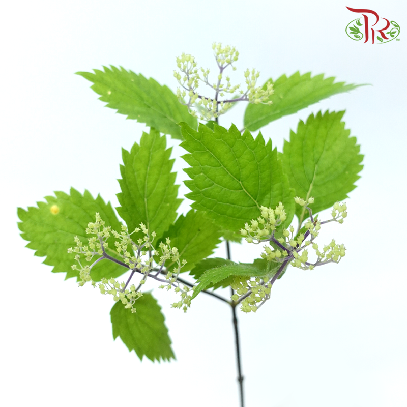 Hydrangea Hirta (2 Stems)-Japan-prflorist.com.my