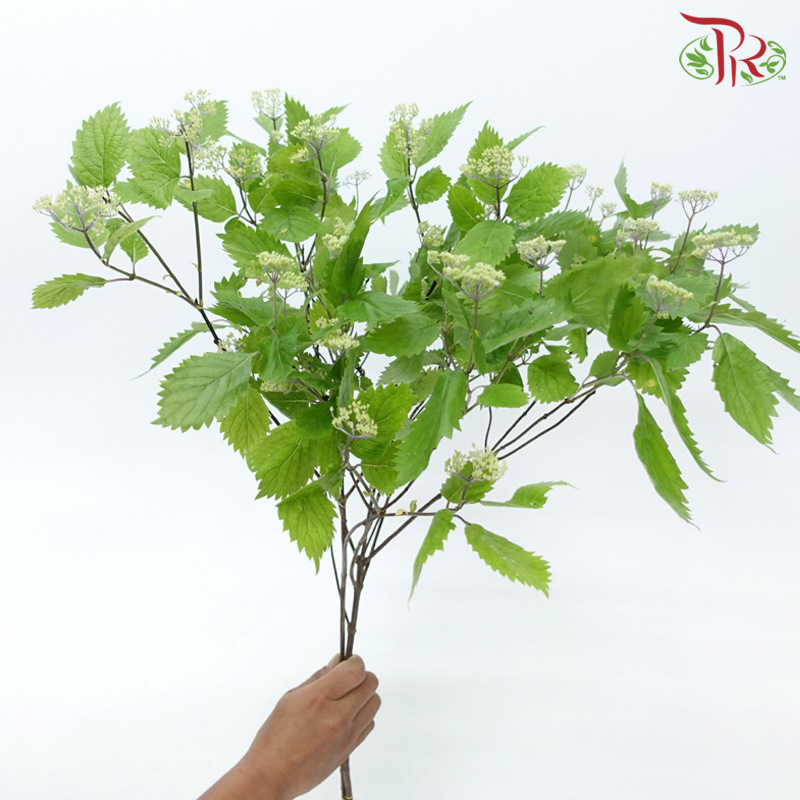 Hydrangea Hirta (2 Stems)-Japan-prflorist.com.my