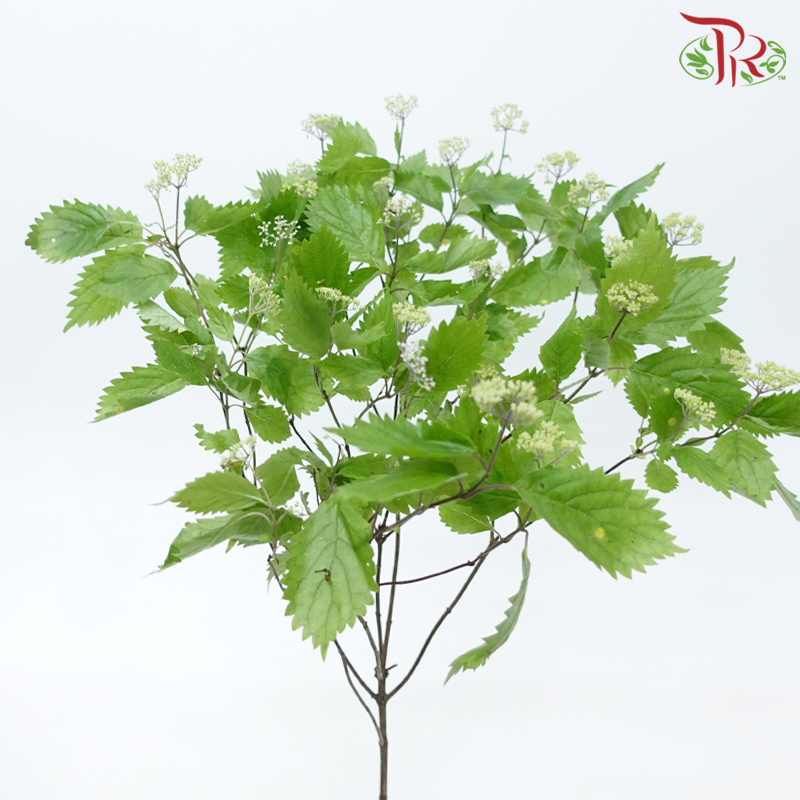 Hydrangea Hirta (2 Stems)-Japan-prflorist.com.my