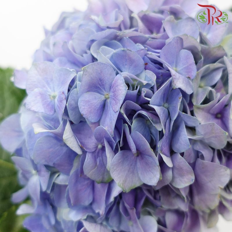 Hydrangea - Lavender (Per Stem)-Lavender-China-prflorist.com.my