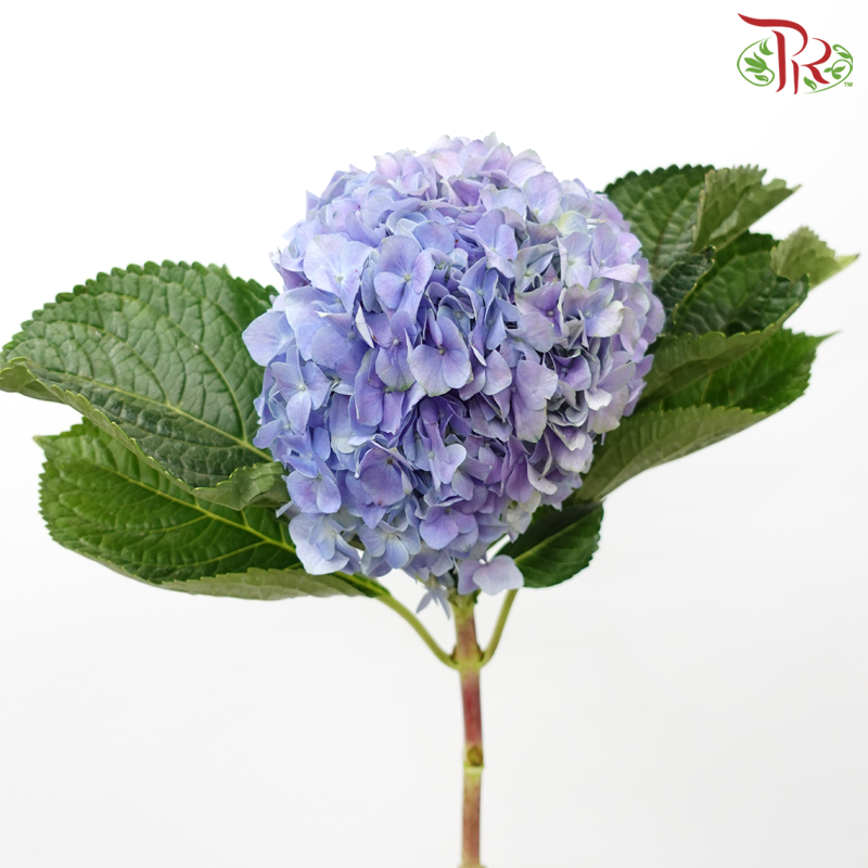 Hydrangea - Lavender (Per Stem)-Lavender-China-prflorist.com.my