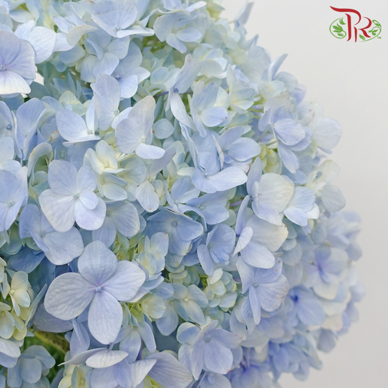 Hydrangea - Light Blue (Per Stem) **Capitulum Measurement 14-16cm**-Light Blue-China-prflorist.com.my