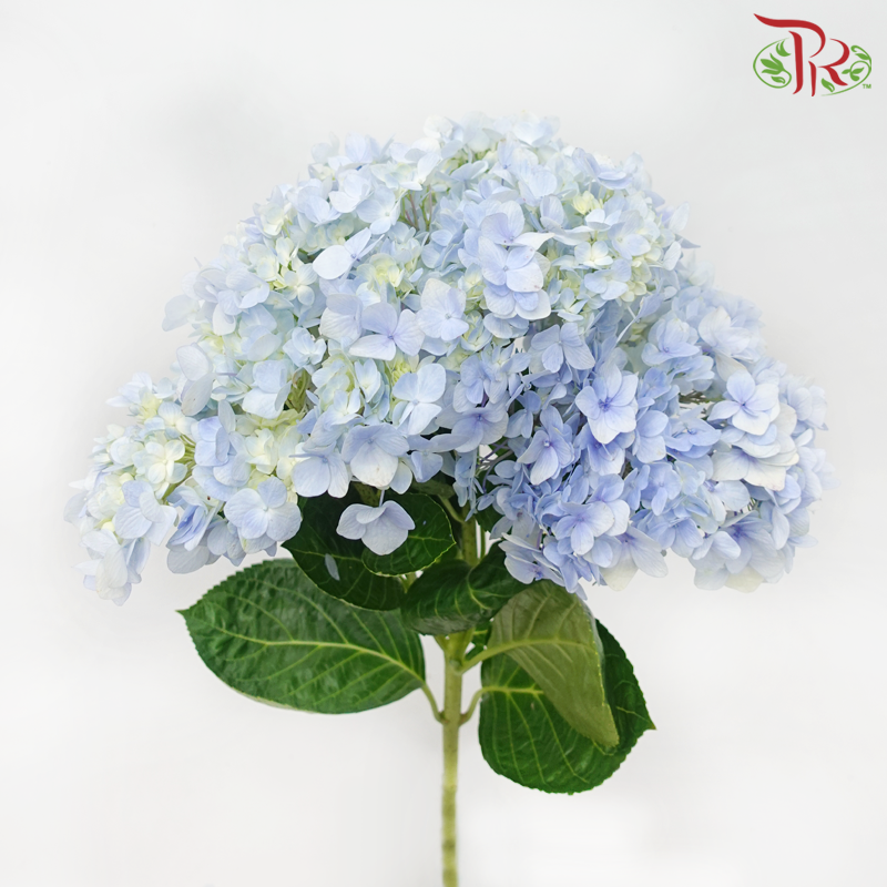 Hydrangea - Light Blue (Per Stem) **Capitulum Measurement 14-16cm**-Light Blue-China-prflorist.com.my