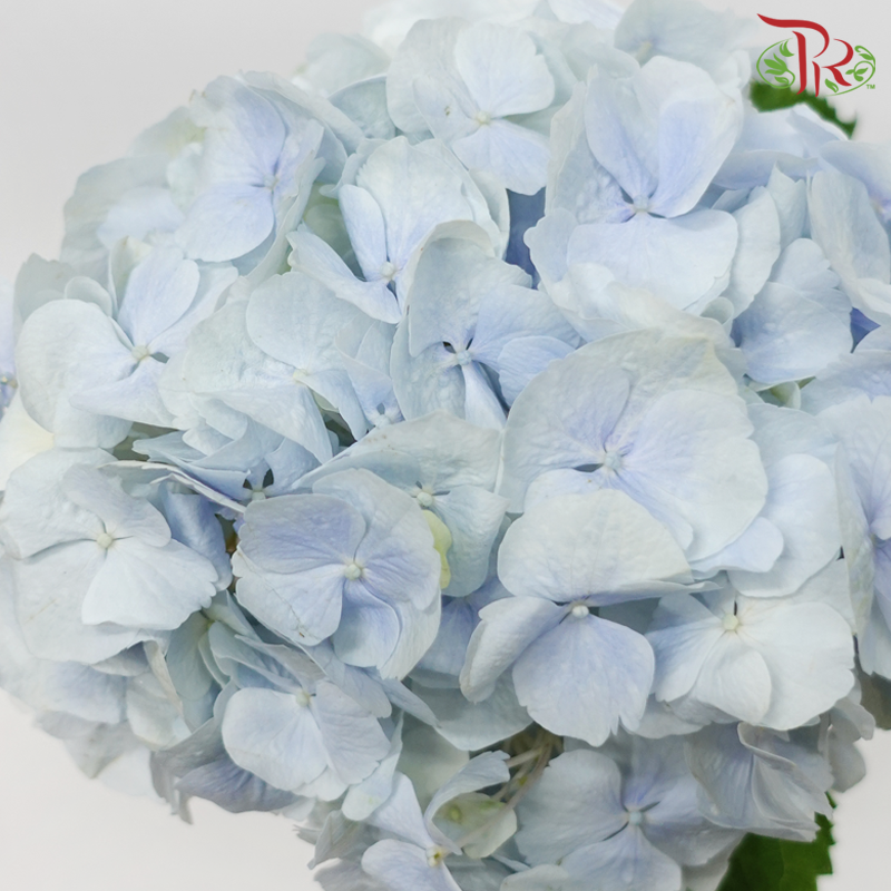 Hydrangea - Light Blue (Per Stem)-Light Blue-Netherland-prflorist.com.my