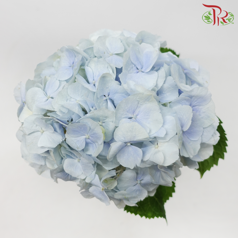 Hydrangea - Light Blue (Per Stem)-Light Blue-Netherland-prflorist.com.my
